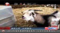 搞笑 山羊叫声,笑破你的肚皮！山羊叫声大揭秘